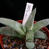 Gasteria glauca sp nova P1230135.JPG